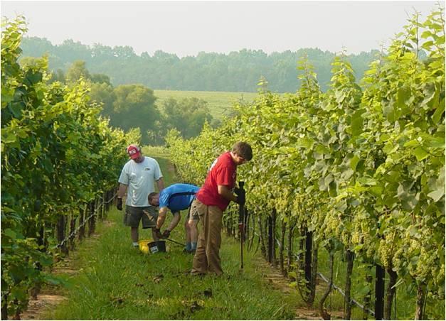 Research & Extension Partner with local universities for grape and wine research specific to North Carolina 6 projects funded