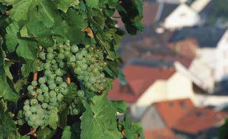 Kerner is a cross between Riesling and Trollinger, a red grape variety. It was bred in 1929 by August Herold. It has thick-skinned, early-ripening grapes.