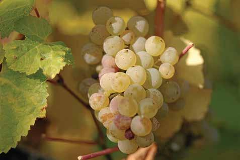 It often is used for late havest beerenauslese and trockenbeerenauslese, as well as eiswein. Lively acidity is its calling card with a bouquet and taste that is reminiscent of black currants.