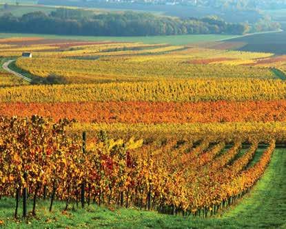GERMANY S WINE GROWING REGIONS Germany s wine regions are concentrated in the Southwestern part of the country.