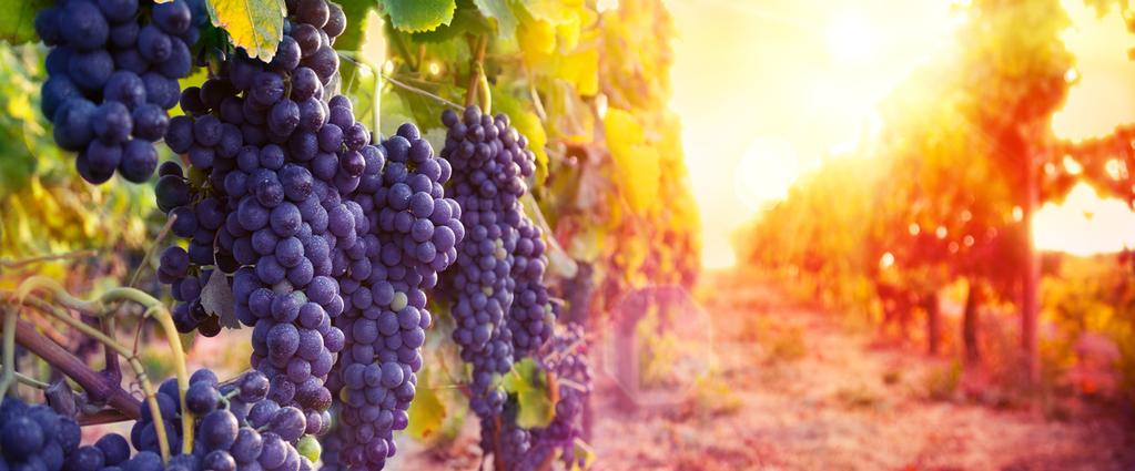 Application Note Food Testing and Agriculture Speciated Arsenic Analysis in Wine Using HPLC-ICP-QQQ Validation of an extended FDA Elemental Analysis Manual method Authors C. K. Tanabe, 1 H.