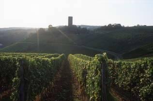 Kiedrich Klosterberg All vineyards have southwest facing slopes for the best