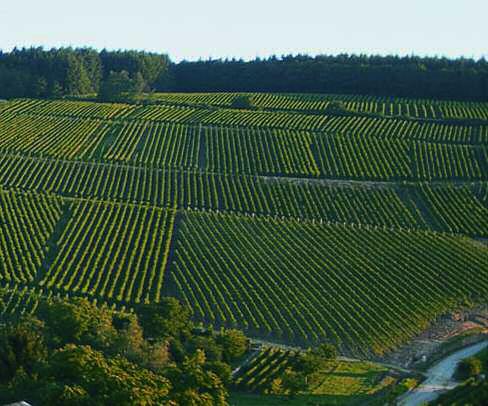 Robert Weil Grafenberg is the Gross Lagen vineyard of the estate. The very best!