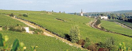 Erbacher Marcobrunn is always most closed of the wines due to deep chalky loess rich soil.