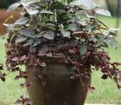 / 25-30 cm basket * Perfect for mixed containers, as a solo basket or used for groundcover. Nice indoors, too. 10-14 in./25-35 cm Baskets True cascading habit. Ideal for & baskets.