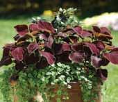 /60-75 cm Sturdy & upright with narrow, bright green foliage. Heattolerant accent for landscapes, planters. USDA Zones 6-8. 20-24 in.