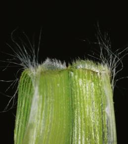 Characteristics: Emerging leaf folded Ligule a thin fringe of hairs 1 2 mm long Auricles absent Leaf sheath flat and hairless except for its upper margin Leaves hairless except at