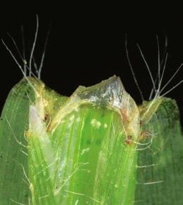 Characteristics: Emerging leaf rolled Ligule membranous, 1 2 mm long, blunt Auricles absent Leaf blades very hairy underneath when young, and only a few long hairs at base
