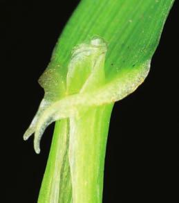 Characteristics: Emerging leaf rolled when young (NB for perennial ryegrass the emerging shoot is folded) Leaves long, shiny, hairless with well developed midribs