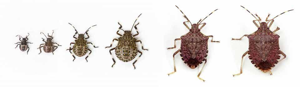 Brown Marmorated Stink Bug Life History One to two