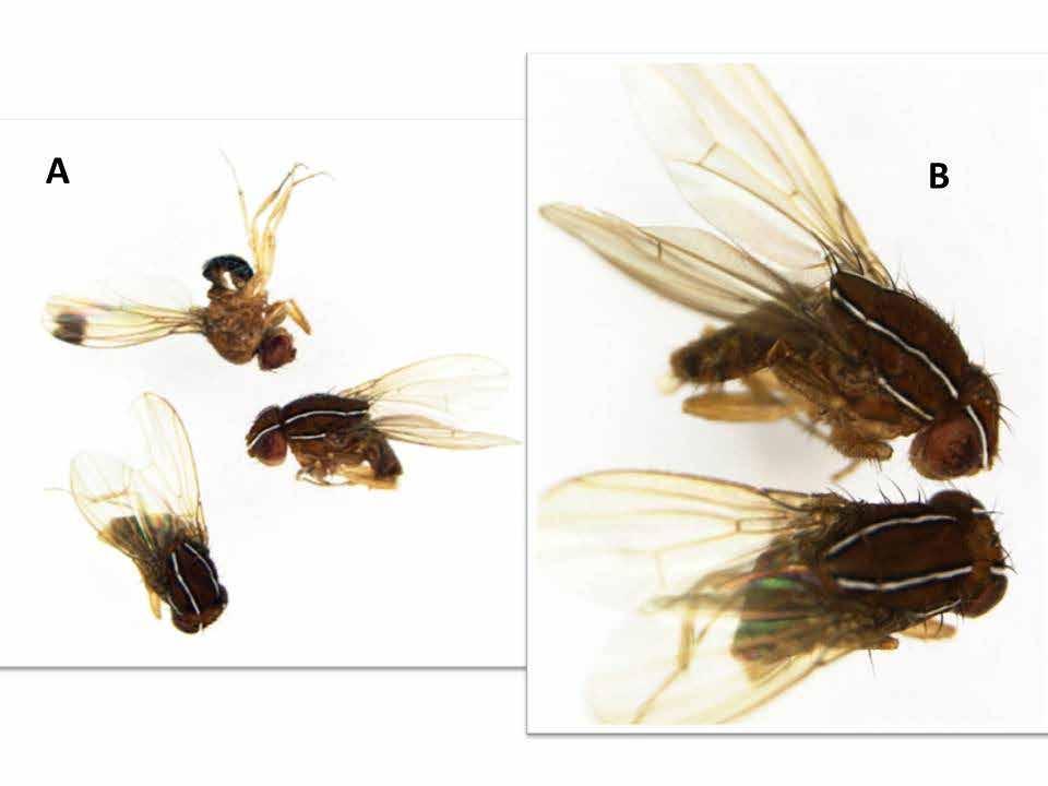 African Fig Fly Good News Since it does not have a large, sharp ovipositor like SWD females, AFF appears to only attack damaged and over-ripe fruit and the harsher winters of Pennsylvania may prevent