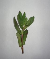 Hygrophila polysperma (Muchari), Polygonum plebeium (Chemti), Marsilea minuta (Chatta saag), Crotalaria juncea (Sanai phool) etc.