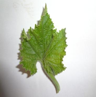 Fig 20: Moringa oleifera Fig 21: Marsilea minuta Fig 22: Cucurbita moschata Antioxidant activity The antioxidant activities (mgaeac/100g) of twenty six underutilized leafy vegetables were analysed