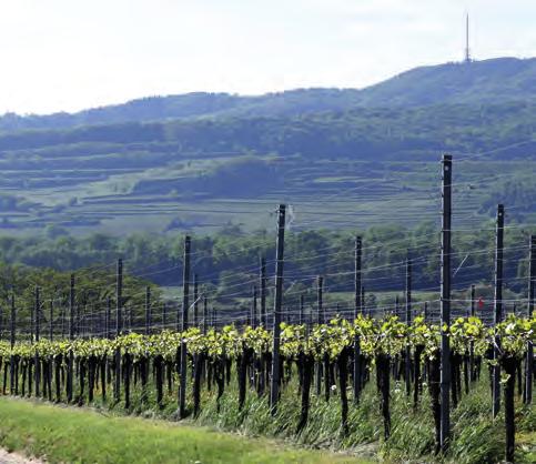 It allows the vines to mature particularly well on the unique fertile loess-covered limestone of the Jura.