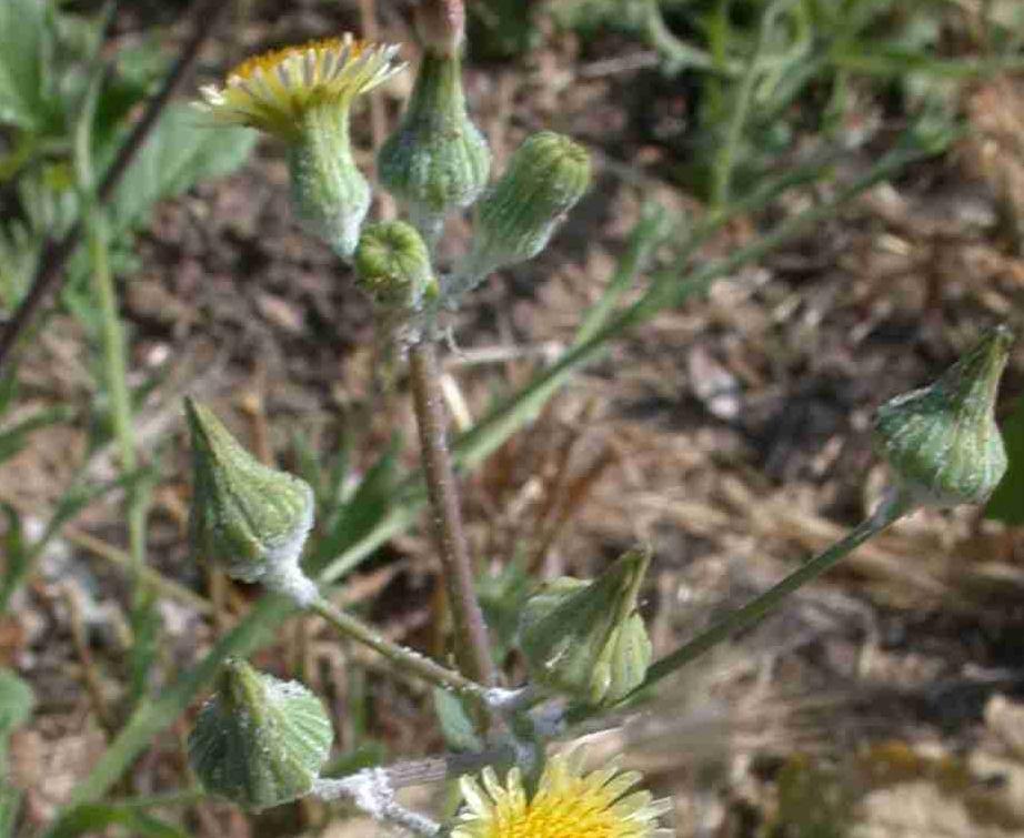 Traits: Dandelion-like yellow flower, seeds