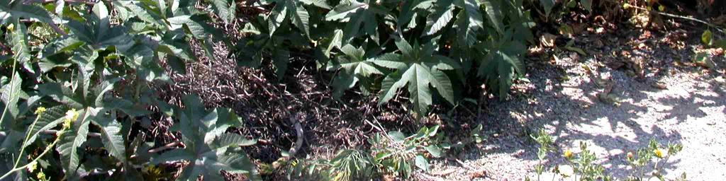 Reddish tint to leaves, stems and