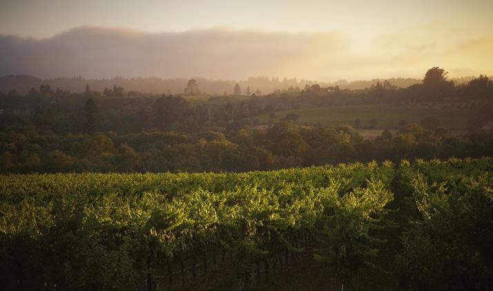 RUSSIAN RIVER VALLEY Well-known as one of the finest cool-climate growing regions in California, the Russian River Valley has made its mark not only as a premier Chardonnay region, but as one of the