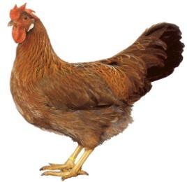 Example: Egg-Producing Poultry Farms (Requirements) Non-GM fodder (e.g. in acc.