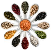 Pulses can play a significant role in: Improving global nutrition Fighting hunger Combating chronic health conditions, such as obesity and diabetes.