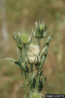 While all members of this genus are regulated in Illinois, two species are present in the state, cutleaf and common teasel.