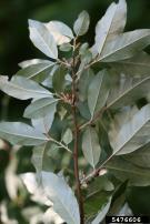 NRES-1601 U of I Extension Technical Forestry Bulletin Autumn olive Elaeagnus umbellata with thorny olive, E.