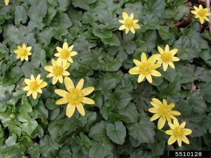 U of I Extension Technical Forestry Bulletin NRES-1601 Lesser celandine (Fig buttercup) Ficaria verna (syn.