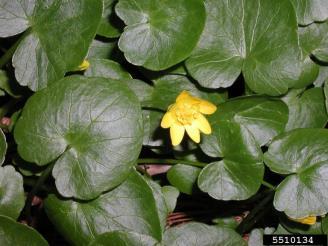 Lesser celandine has occasionally been sold as an ornamental. It s early growth allows it to grow even in heavily shaded forests.