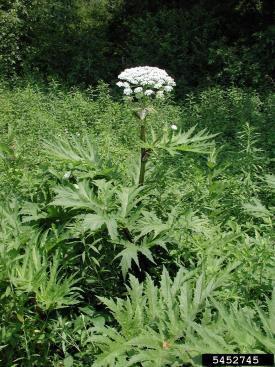 Giant hogweed prefers partial shade but can grow in full sun as well.