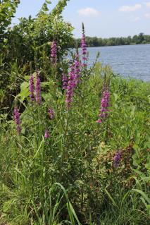 Purple loosestrife can dominate wetland habitats, pushing out most other species.