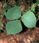 Kudzu requires full sunlight to thrive but has the ability to grow high over trees to reach the light, eventually killing them.