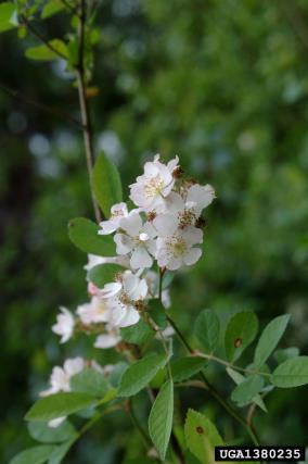 Common in many woodlands and pastures in Illinois, multiflora rose can also grow in ditches, Rights-of-way, fencerows, old fields,