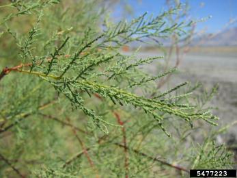 Labelled as one of the worst invasive plants in the world and a huge problem in the western United States, saltcedar is a large