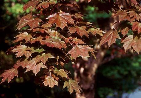 BARON BOXELDER MAPLE Acer negundo Baron MATURE SIZE: 50 x 30 (15 x 9 m) CROWN SHAPE: Rounded FALL FOLIAGE: Bright-yellow HARDINESS: Zone 2 A seedless selection from this rugged native species.