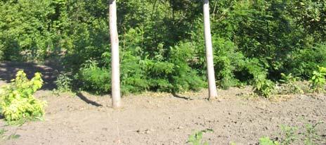 PRAIRIE EXPEDITION AMERICAN ELM Ulmus americana Lewis & Clark MATURE SIZE: 60 x 40 (20 x 12 m) CROWN SHAPE: Vase-shaped A North Dakota selection of American Elm with
