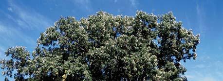KLONDIKE AMUR CHERRY Prunus - Cherry Prunus maackii Jefdike MATURE SIZE: 25 x 15 (8 m x 5 m) CROWN SHAPE: Upright, rounded FLOWERS: White racemes HARDINESS: Zone 2 An improved selection of Amur
