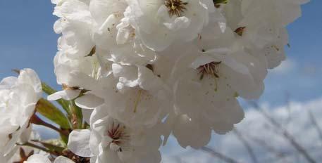 PRINCESS KAY CANADA PLUM Prunus nigra Princess Kay MATURE SIZE: 15 x 10 (5 m x 3 m) CROWN SHAPE: Upright, narrow FLOWERS: Double white HARDINESS: Zone 2 A hardy selection of native plum from the