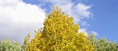 GOLDEN ECLIPSE TREE LILAC Syringa - Tree Lilac Syringa reticulata Golden Eclipse MATURE SIZE: 23 x 20 (7 m x 6 m) CROWN SHAPE: Compact, upright Flowers: White, fragrant HARDINESS: Zone 2 A small