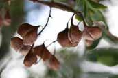 Sweet Bursaria Bursaria spinosa Tree 6m x 5m Small tree with