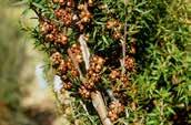 Shrub 4m x 5m Prickly Tea-tree Leptospermum continentale