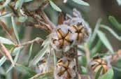 Wooly Tea-tree Leptospermum lanigerum Shrub 5m