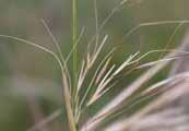 fuel load compared to introduced grasses Species found in