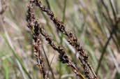 Grass 1.2m x 1m Sedges Carex Aquatic spp.