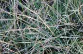 Windmill Grass Chloris truncata Grass 0.1m 0.
