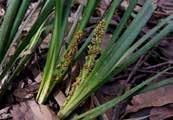Wattle, Blue and Spiny-head Drinks were made from