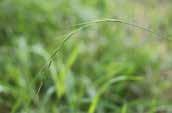 Grass 0.75m x 0.5m Weeping Grass Microlaena stipoides var.