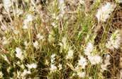Grass 0.5m x 0.2m Wallaby Grasses Rytidosperma Aquatic spp.