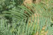 Silver Wattle Acacia dealbata Tree 15m x 10m Glands are always
