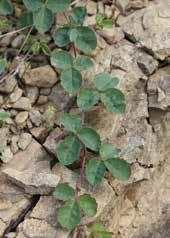 vigorous climber or creeper/trailing plant Trifoliate
