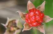 Native Raspberry Rubus parvifolius Cane