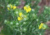 linifolia WONS -